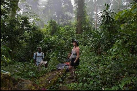 Gorongosa National Park, Mozambique: Rainforest at Mount Gorongosa